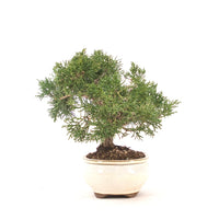 Chinesischer Wacholder 'Juniperus chinensis kyushu'