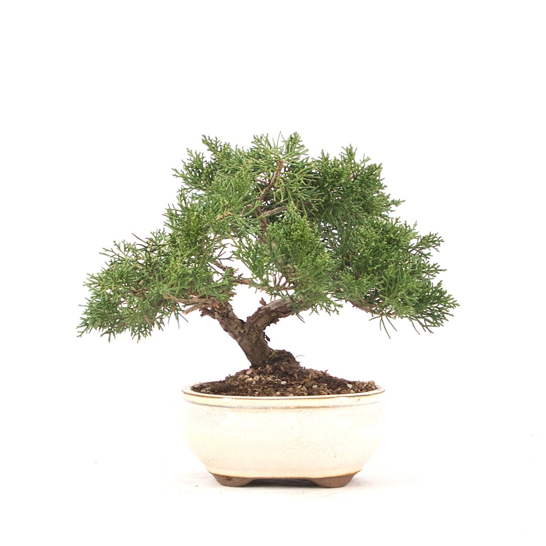 Chinesischer Wacholder 'Juniperus chinensis kyushu'