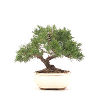 Chinesischer Wacholder 'Juniperus chinensis kyushu'