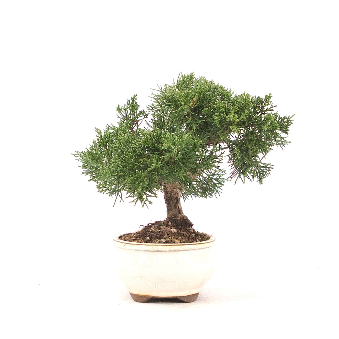 Chinesischer Wacholder 'Juniperus chinensis kyushu'