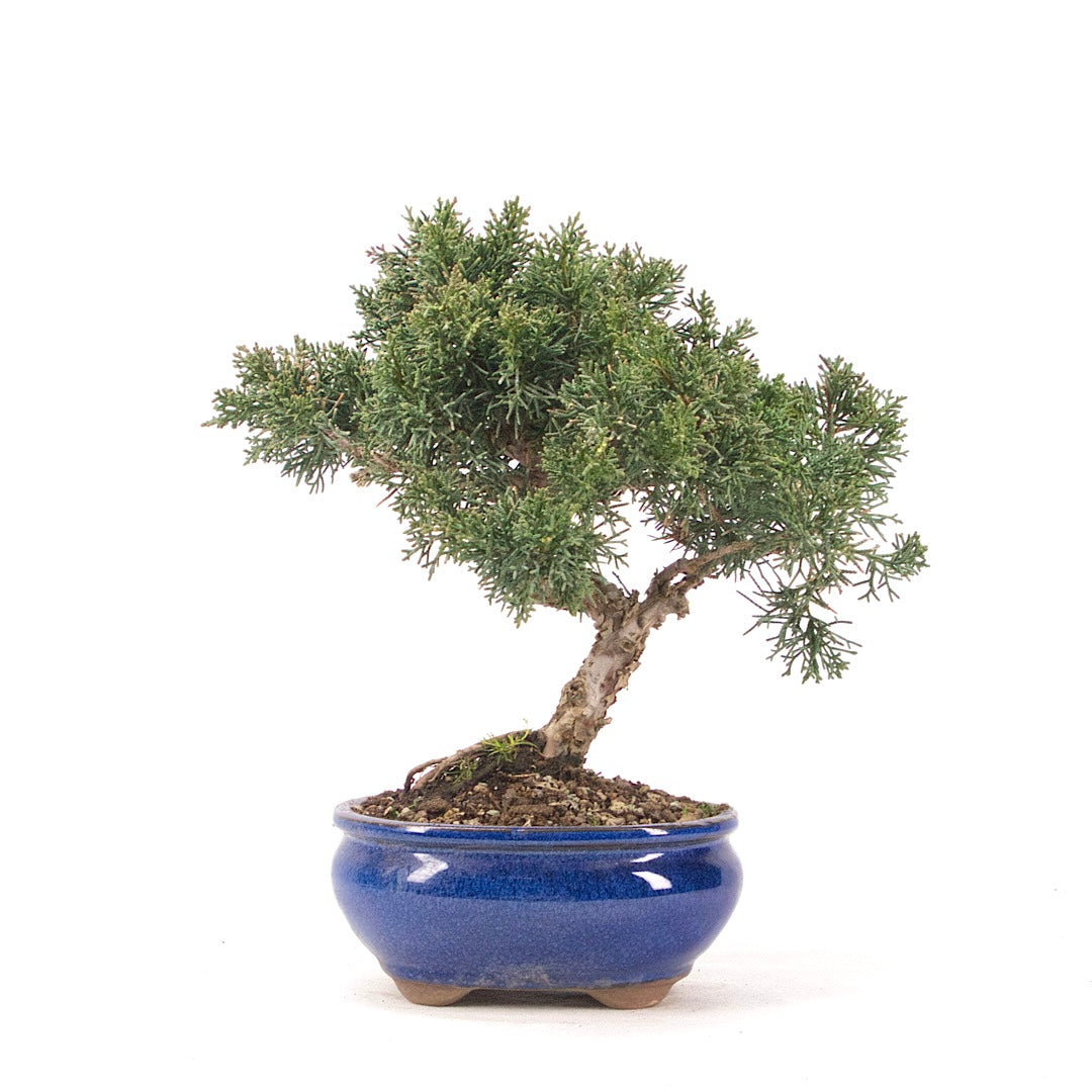 Chinesischer Wacholder 'Juniperus chinensis kyushu'