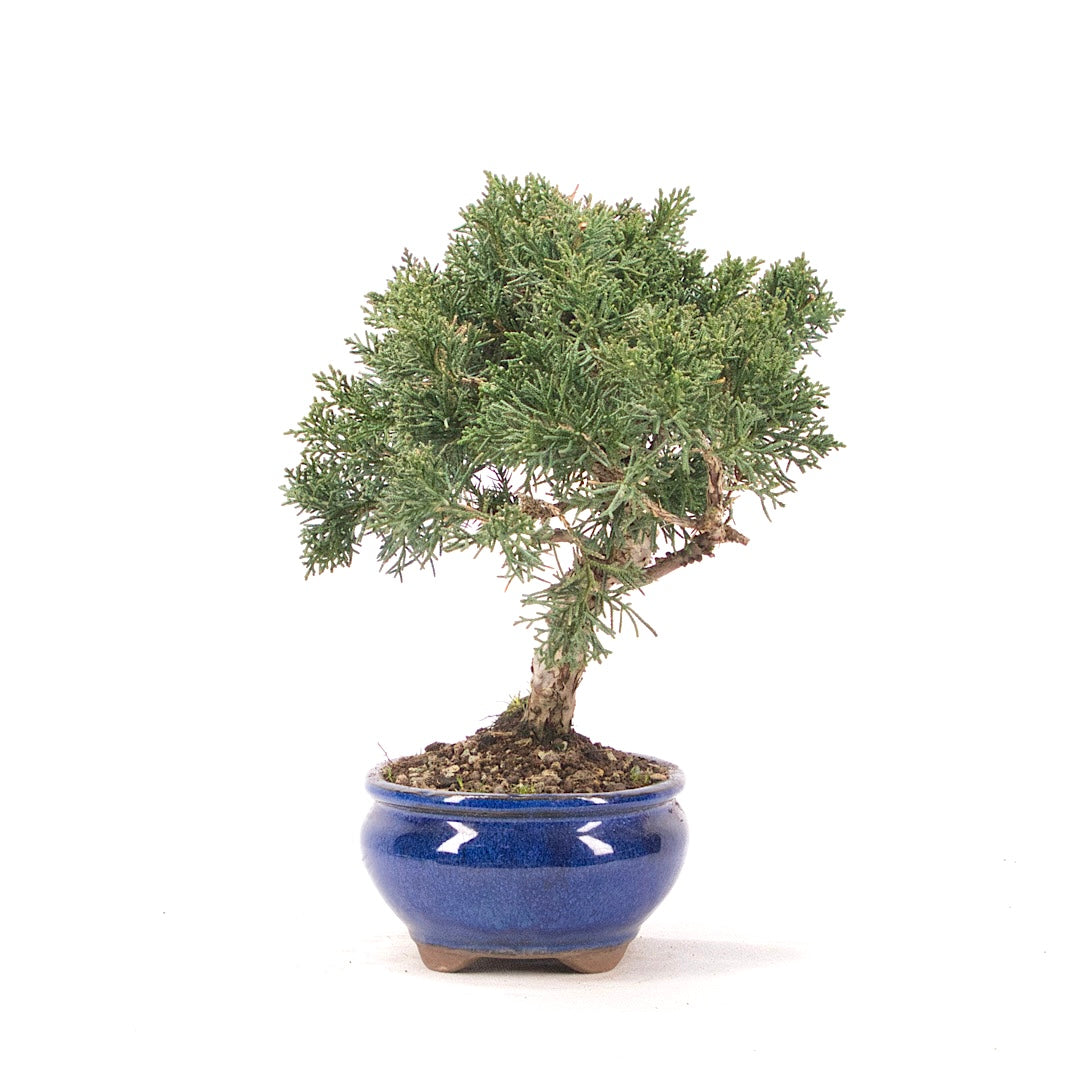 Chinesischer Wacholder 'Juniperus chinensis kyushu'