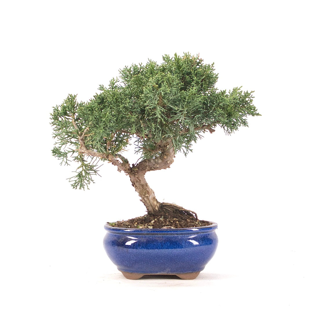 Chinesischer Wacholder 'Juniperus chinensis kyushu'