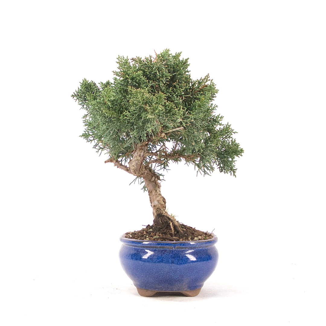 Chinesischer Wacholder 'Juniperus chinensis kyushu'
