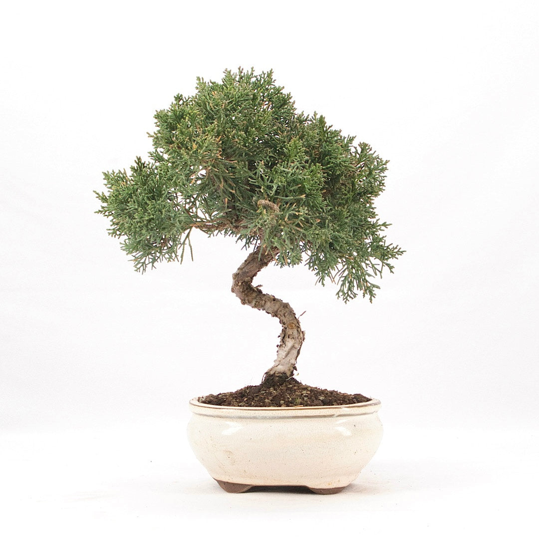 Chinesischer Wacholder 'Juniperus chinensis kyushu'