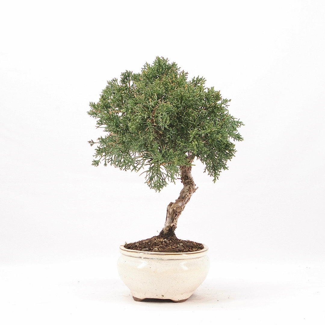 Chinesischer Wacholder 'Juniperus chinensis kyushu'