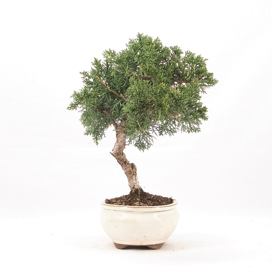 Chinesischer Wacholder 'Juniperus chinensis kyushu'