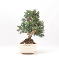 Chinesischer Wacholder 'Juniperus chinensis kyushu'