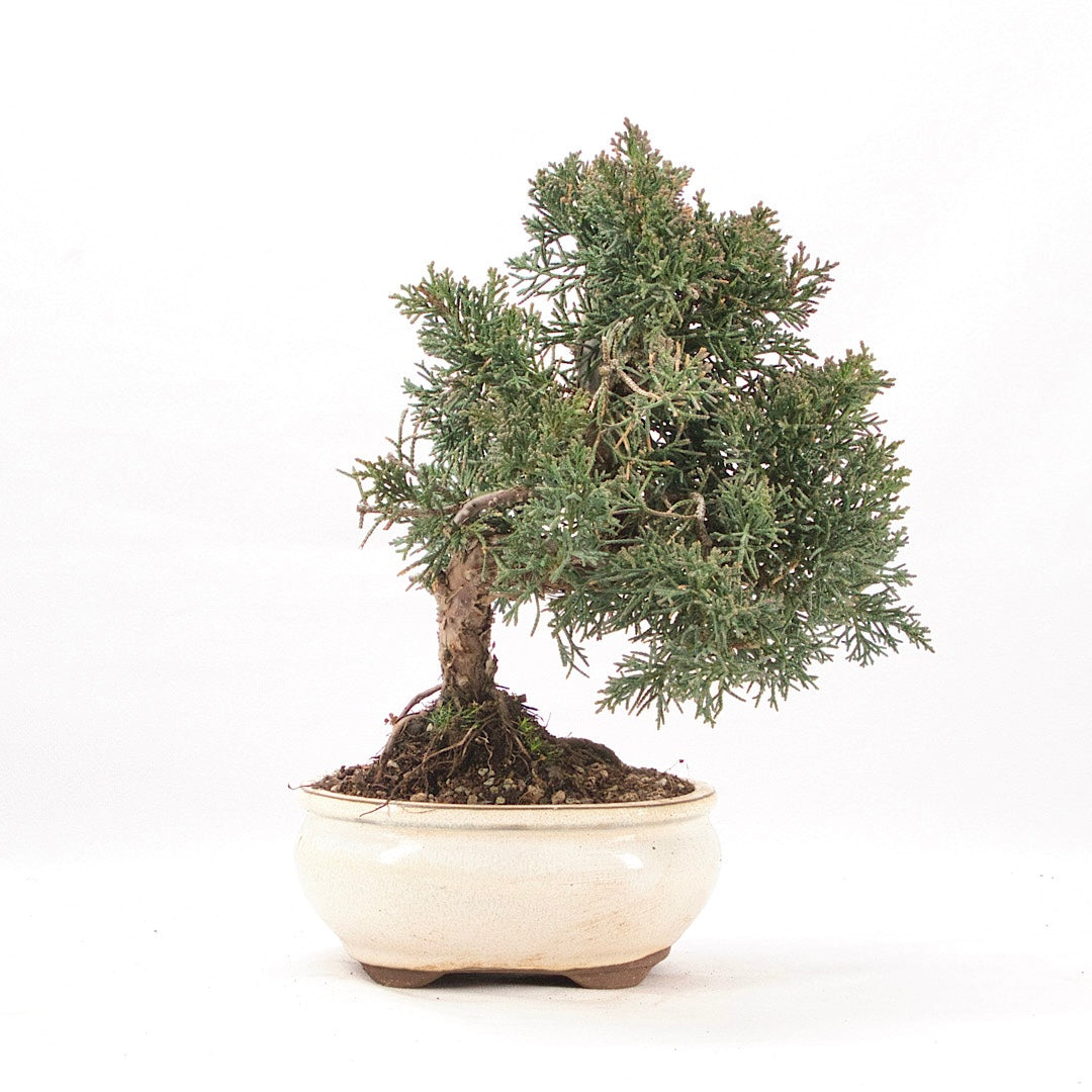 Chinesischer Wacholder 'Juniperus chinensis kyushu'