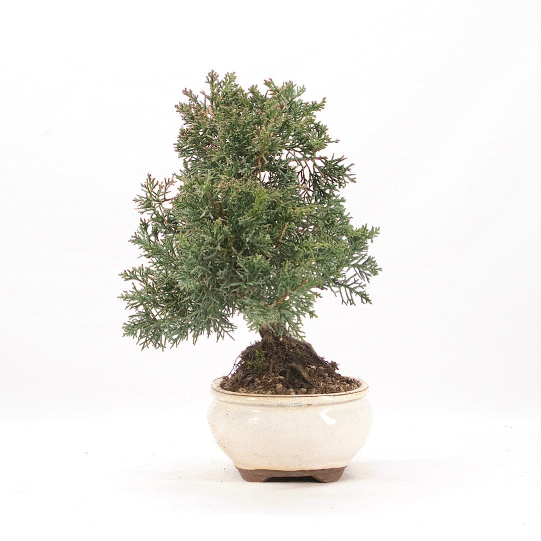 Chinesischer Wacholder 'Juniperus chinensis kyushu'
