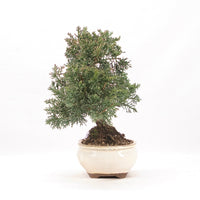 Chinesischer Wacholder 'Juniperus chinensis kyushu'