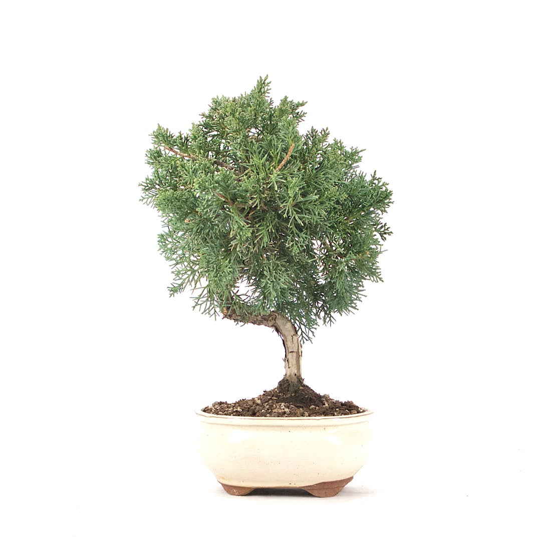 Chinesischer Wacholder 'Juniperus chinensis kyushu'