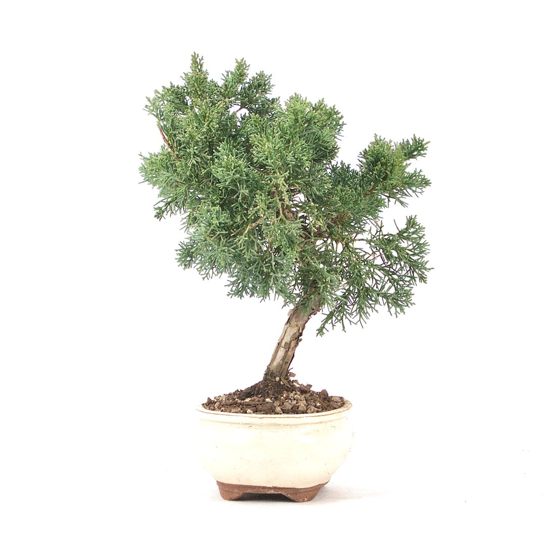 Chinesischer Wacholder 'Juniperus chinensis kyushu'
