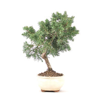 Chinesischer Wacholder 'Juniperus chinensis kyushu'