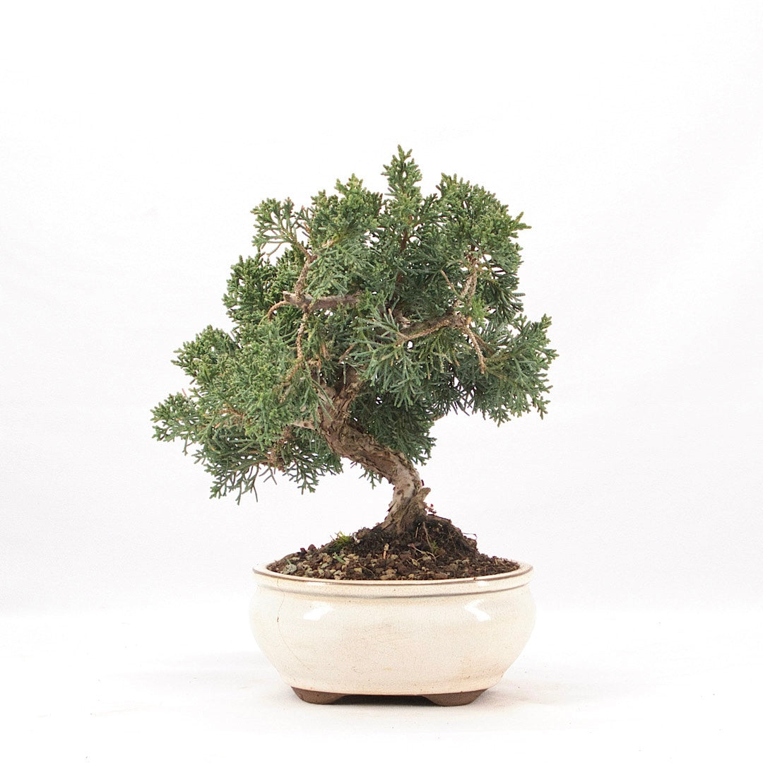 Chinesischer Wacholder 'Juniperus chinensis kyushu'