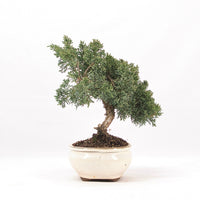 Chinesischer Wacholder 'Juniperus chinensis kyushu'