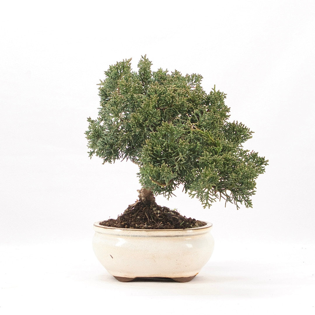 Chinesischer Wacholder 'Juniperus chinensis kyushu'