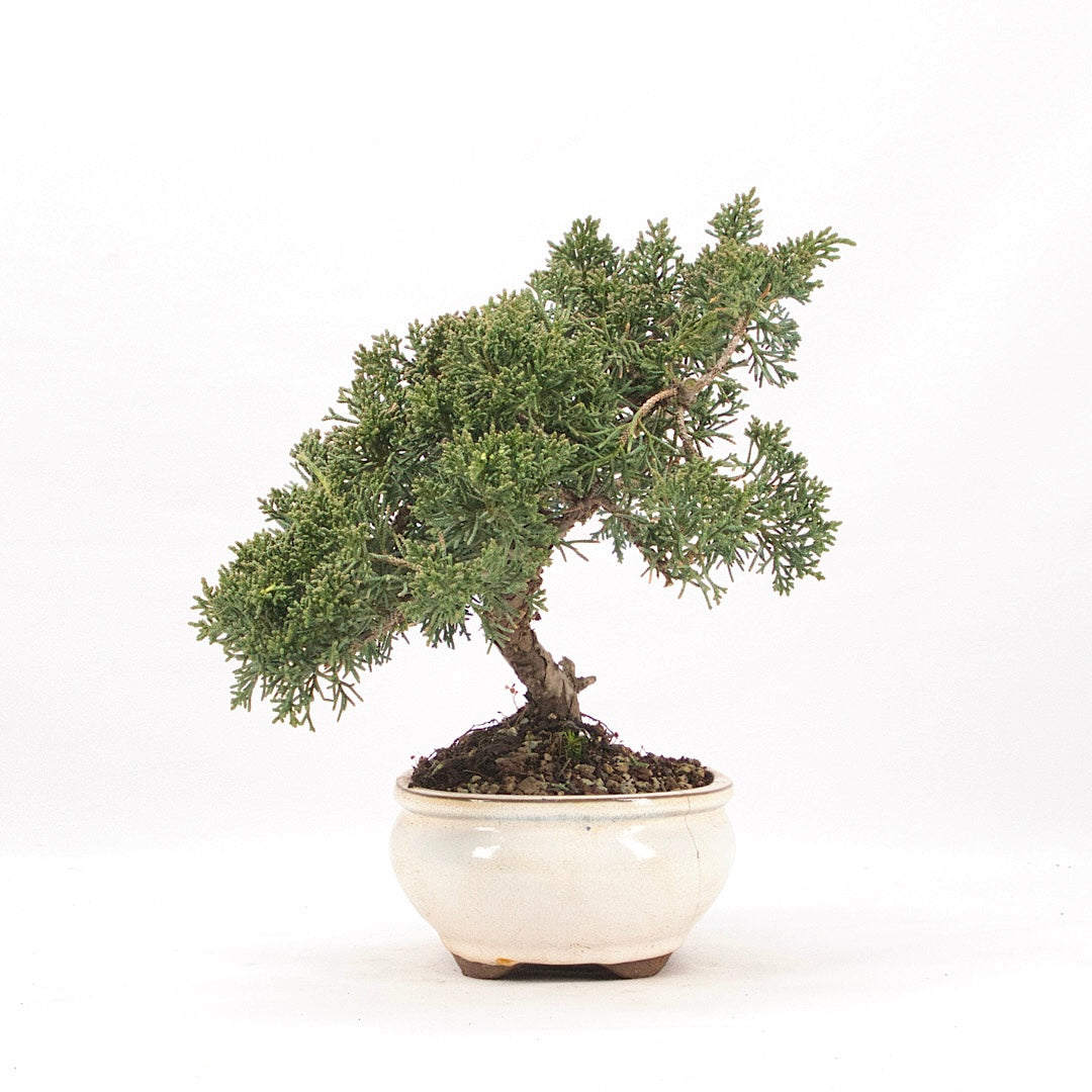 Chinesischer Wacholder 'Juniperus chinensis kyushu'