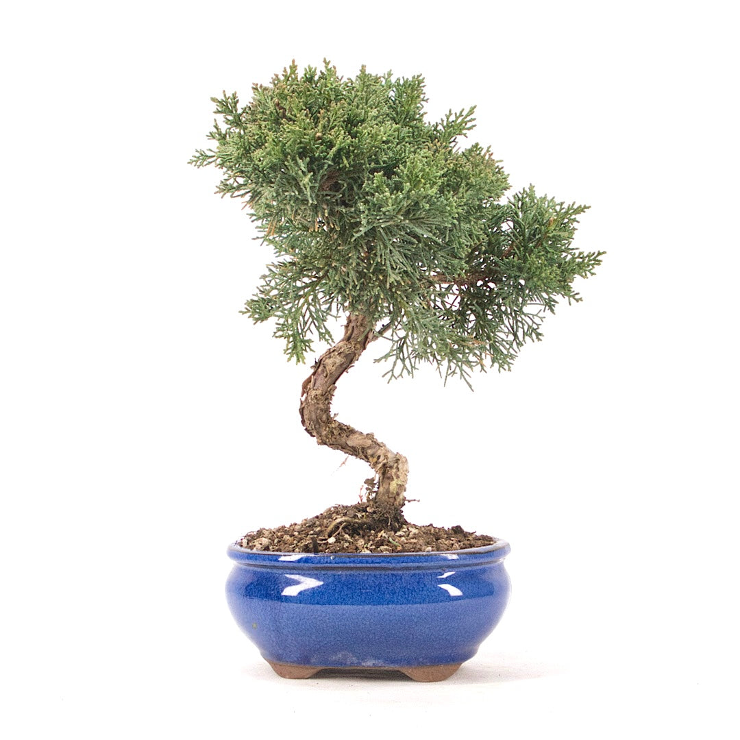 Chinesischer Wacholder 'Juniperus chinensis kyushu'