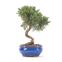 Chinesischer Wacholder 'Juniperus chinensis kyushu'