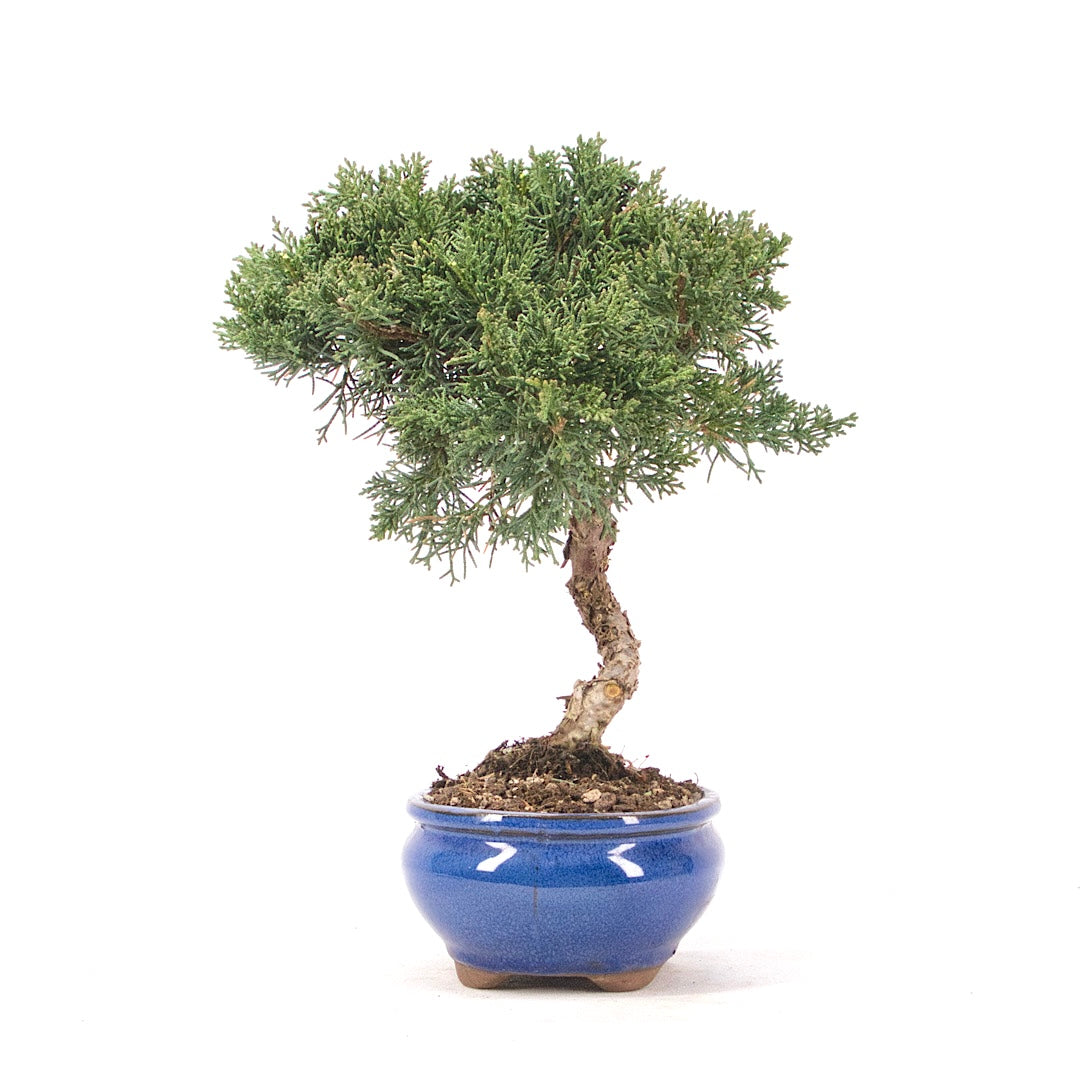 Chinesischer Wacholder 'Juniperus chinensis kyushu'