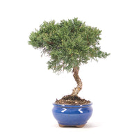 Chinesischer Wacholder 'Juniperus chinensis kyushu'