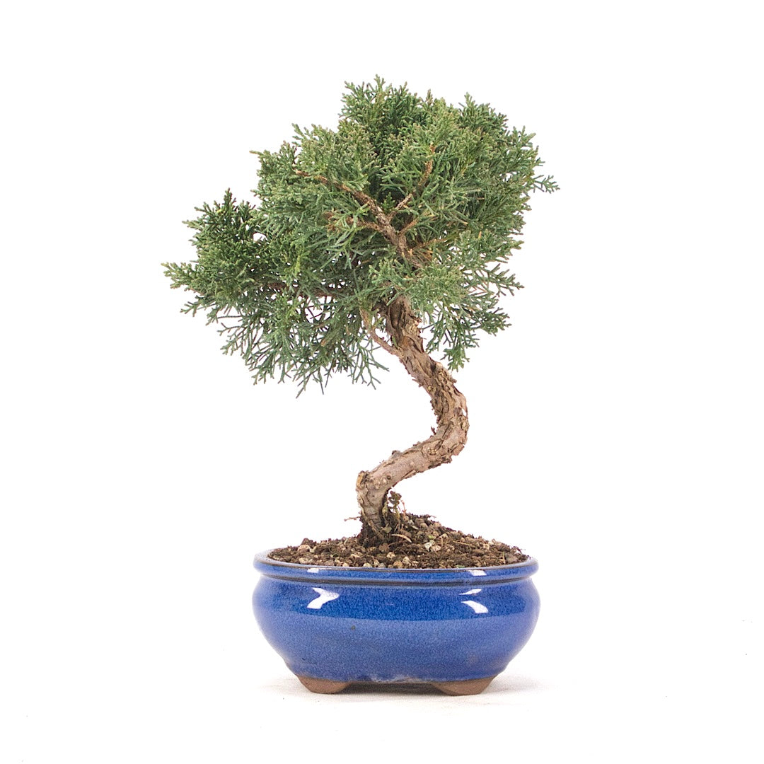 Chinesischer Wacholder 'Juniperus chinensis kyushu'