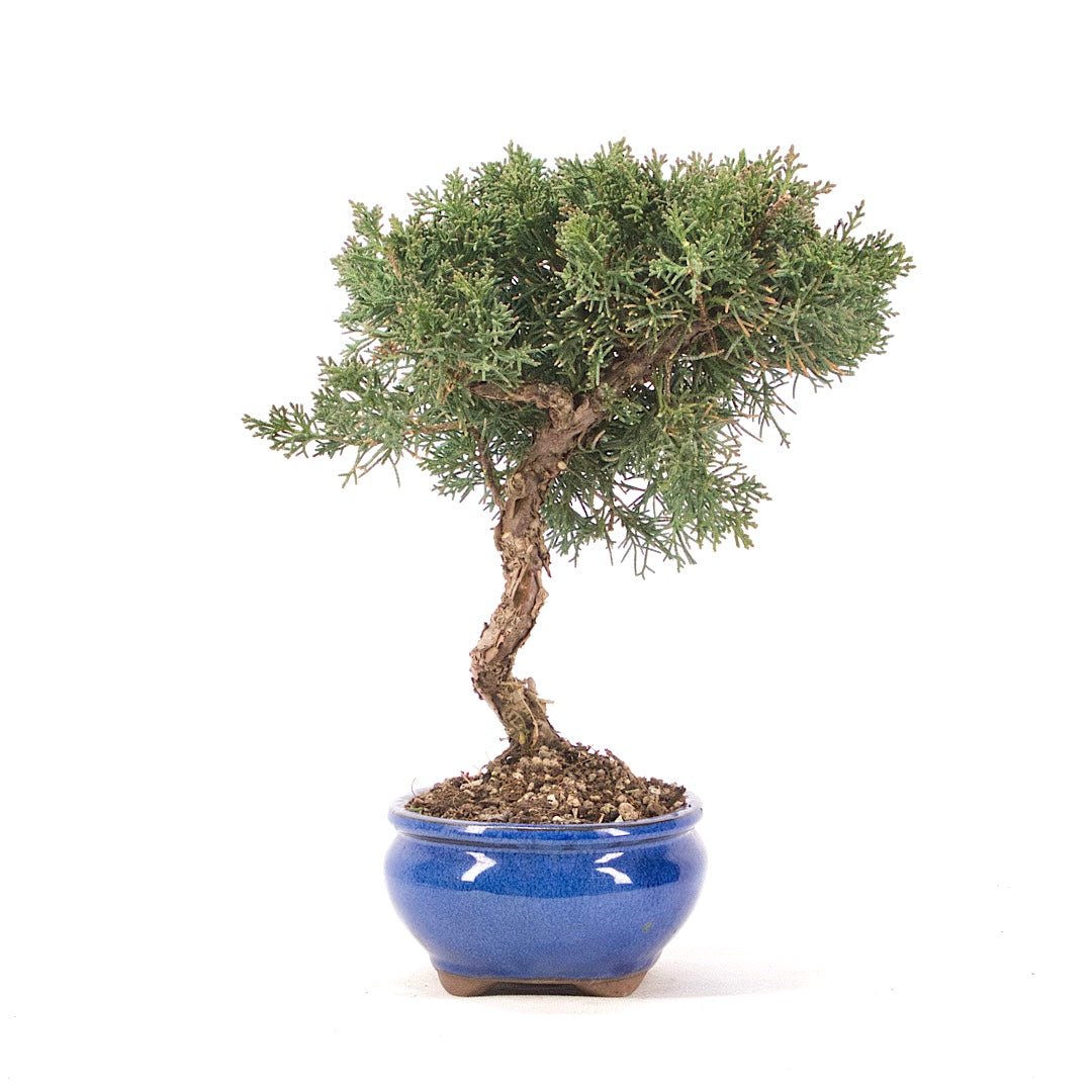 Chinesischer Wacholder 'Juniperus chinensis kyushu'