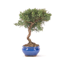 Chinesischer Wacholder 'Juniperus chinensis kyushu'