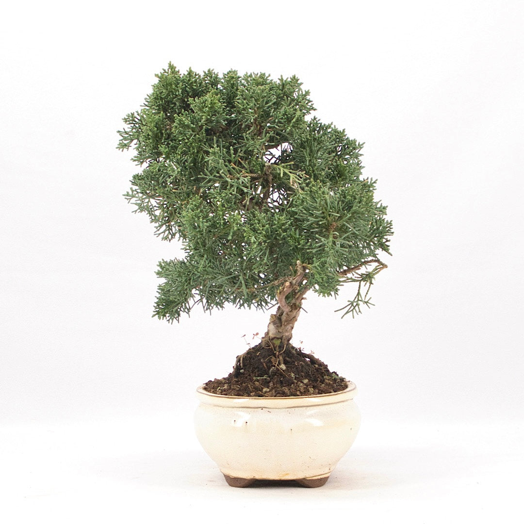 Chinesischer Wacholder 'Juniperus chinensis kyushu'