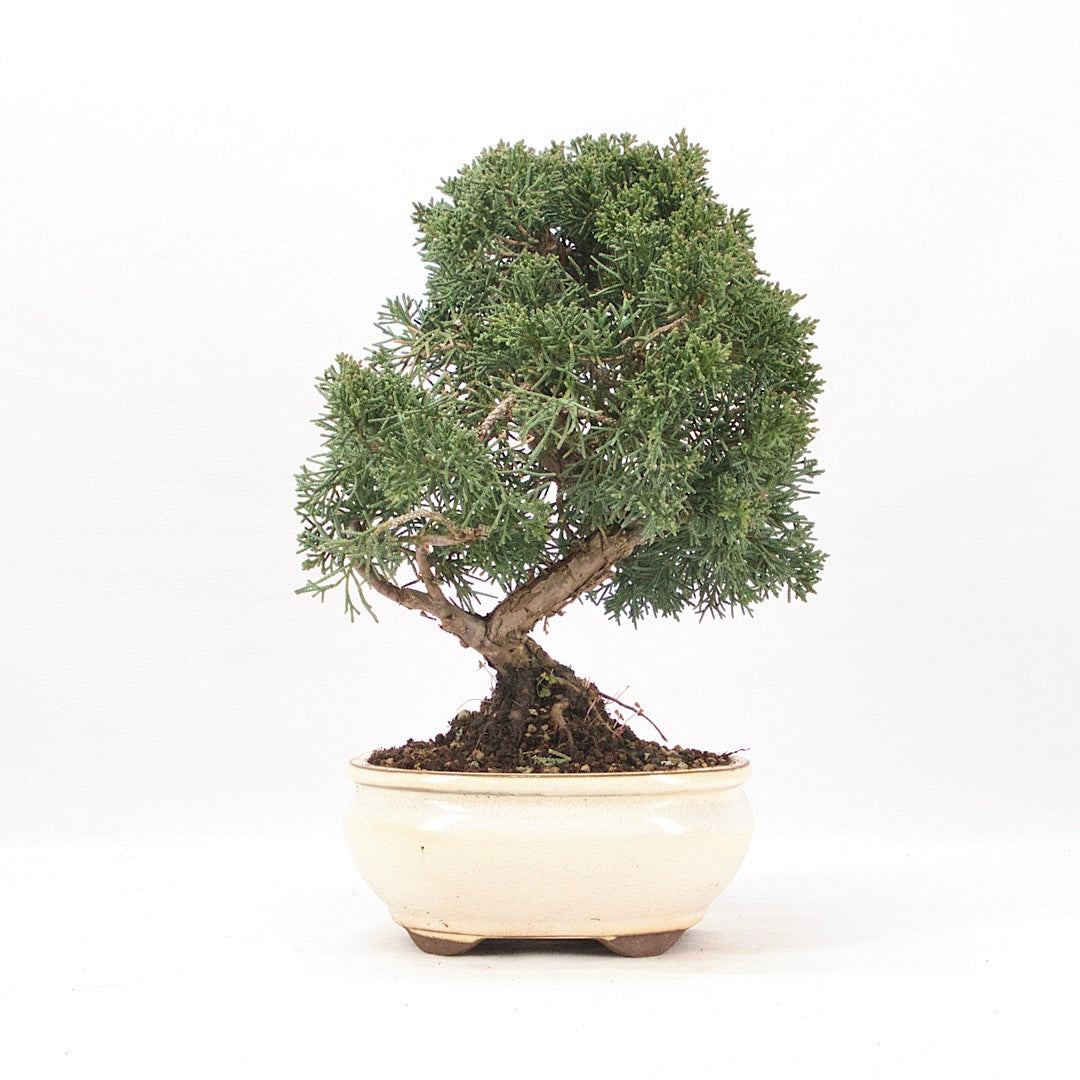 Chinesischer Wacholder 'Juniperus chinensis kyushu'