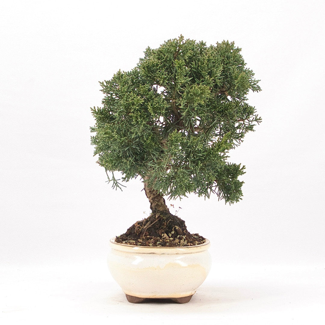 Chinesischer Wacholder 'Juniperus chinensis kyushu'