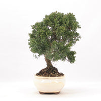 Chinesischer Wacholder 'Juniperus chinensis kyushu'