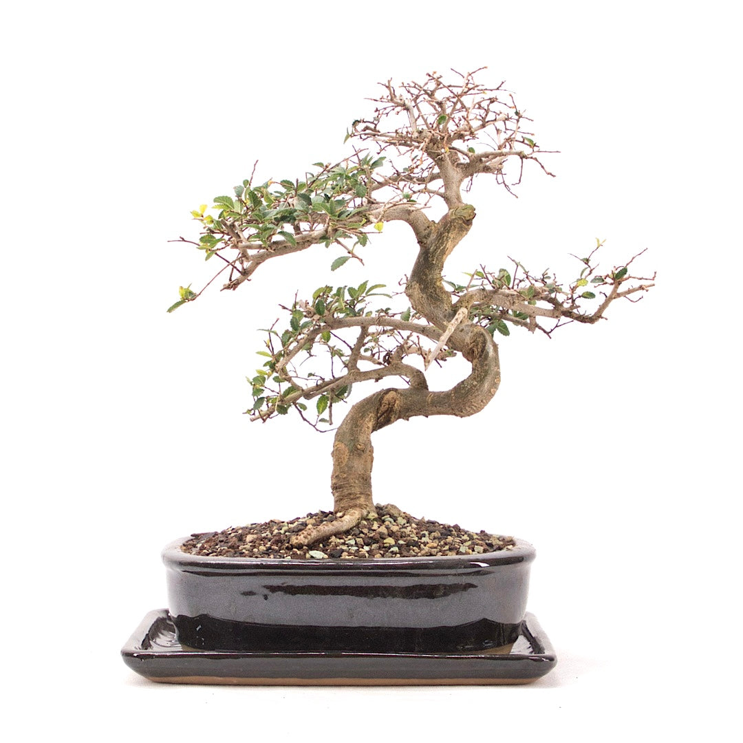 Chinesische Ulme 'Zelkova parvifolia'