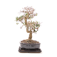 Chinesische Ulme 'Zelkova parvifolia'