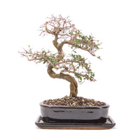 Chinesische Ulme 'Zelkova parvifolia'