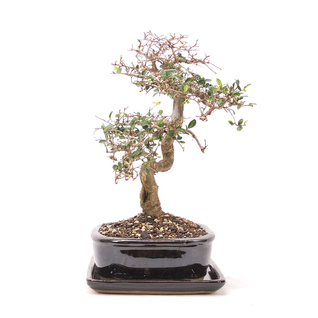 Chinesische Ulme 'Zelkova parvifolia'