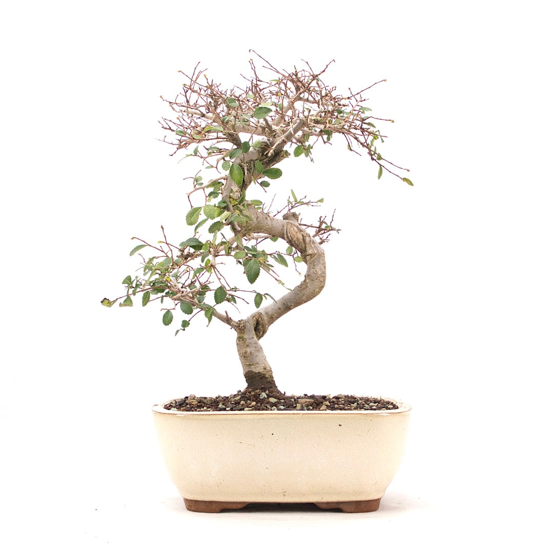 Chinesische Ulme 'Zelkova parvifolia'