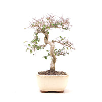 Chinesische Ulme 'Zelkova parvifolia'