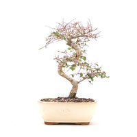 Chinesische Ulme 'Zelkova parvifolia'