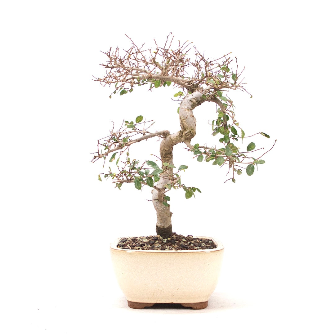 Chinesische Ulme 'Zelkova parvifolia'