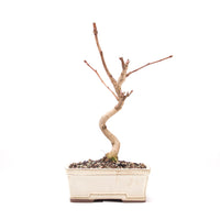 Ginkgo biloba 'Fächerblattbaum'