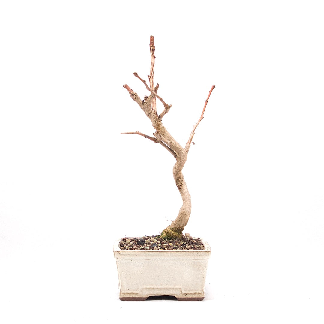 Ginkgo biloba 'Fächerblattbaum'