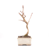 Ginkgo biloba 'Fächerblattbaum'