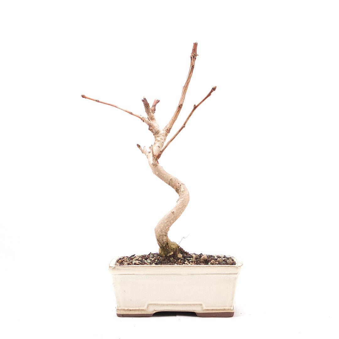 Ginkgo biloba 'Fächerblattbaum'