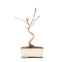 Ginkgo biloba 'Fächerblattbaum'