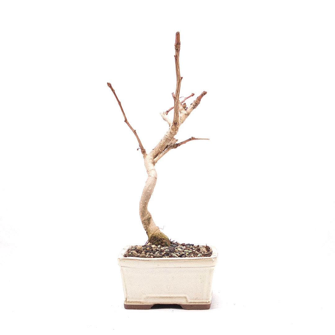 Ginkgo biloba 'Fächerblattbaum'
