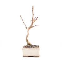 Ginkgo biloba 'Fächerblattbaum'