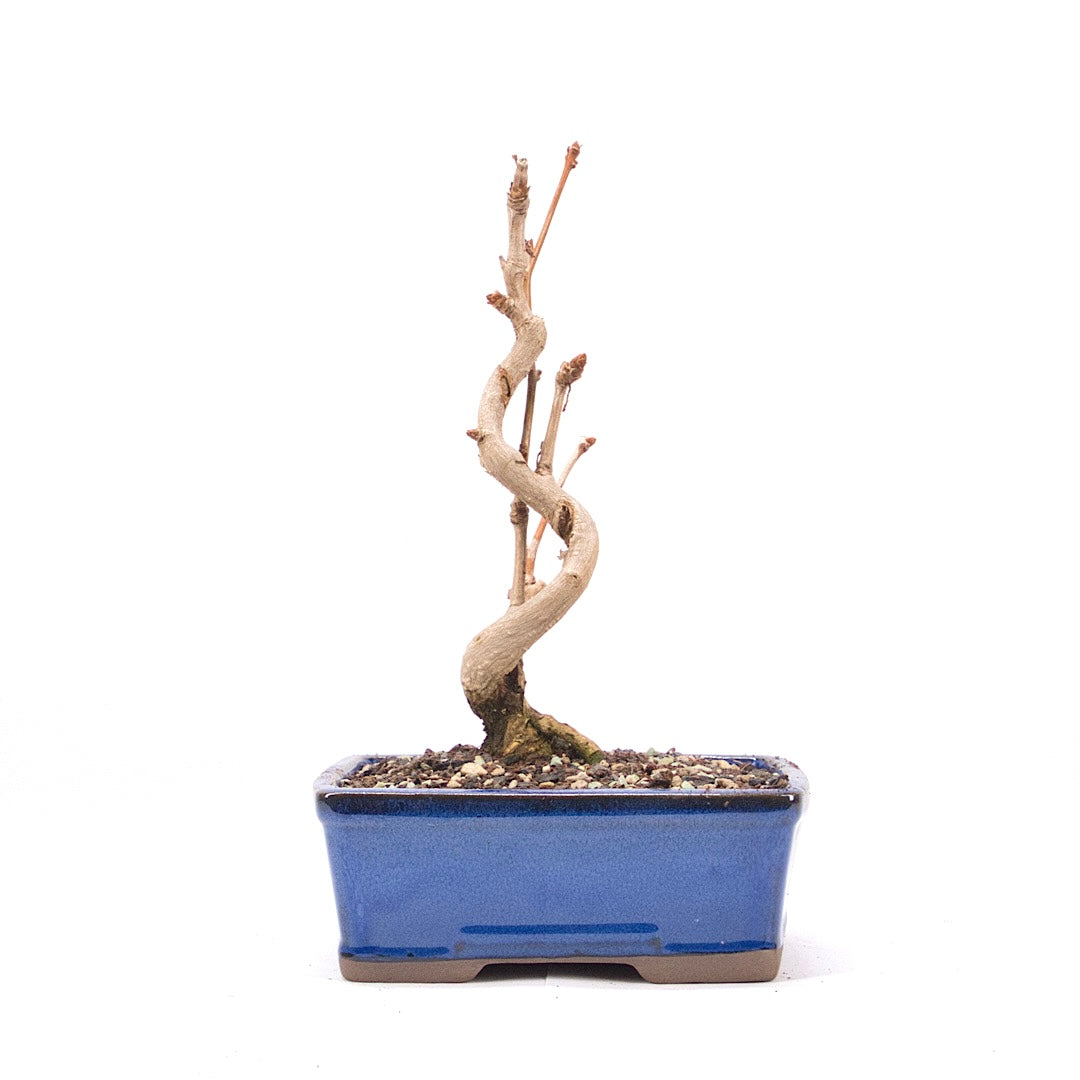 Ginkgo biloba 'Fächerblattbaum'