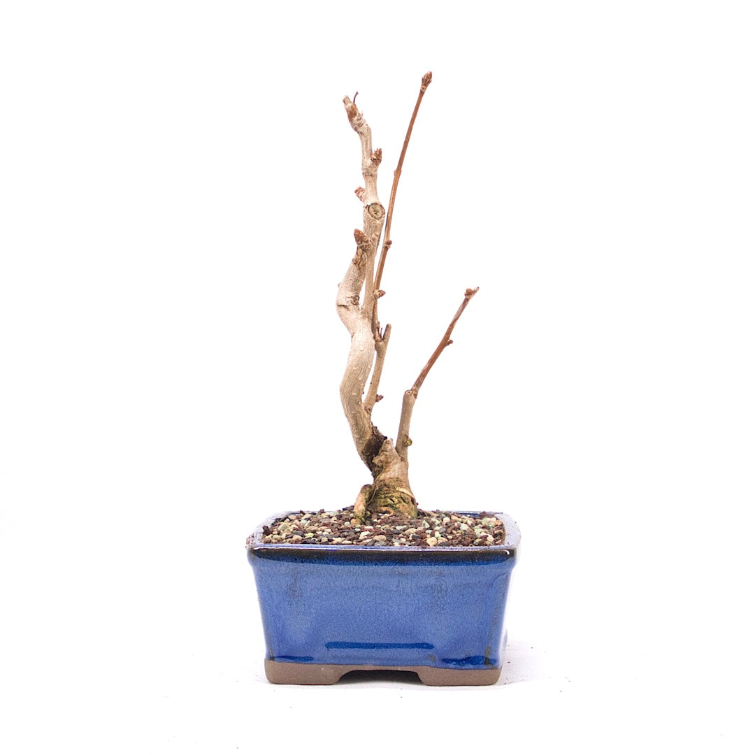 Ginkgo biloba 'Fächerblattbaum'